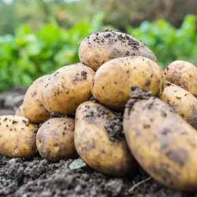 Stockfoto van aardappels