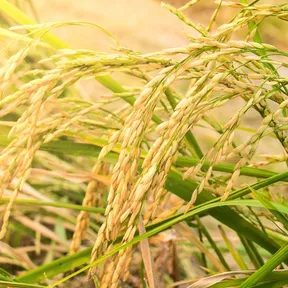 Foto van een rijstplant