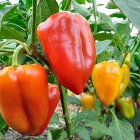 Stockfoto van paprika's in verschillende kleuren aan een plant